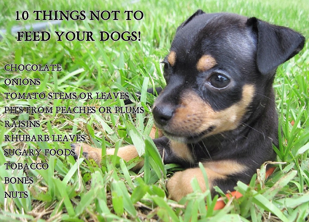 10 Foods Not To Feed Your Dog