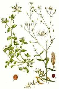 EDIBLE BACKYARD PLANTS - CHICKWEED