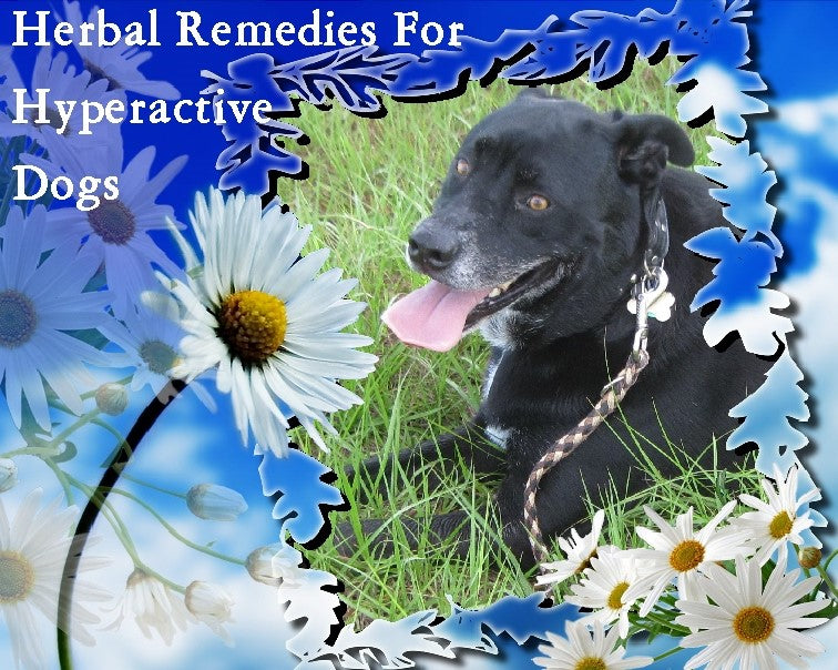 Herbal Remedies for Hyperactivity, Tension, Anxiety, etc. in Dogs