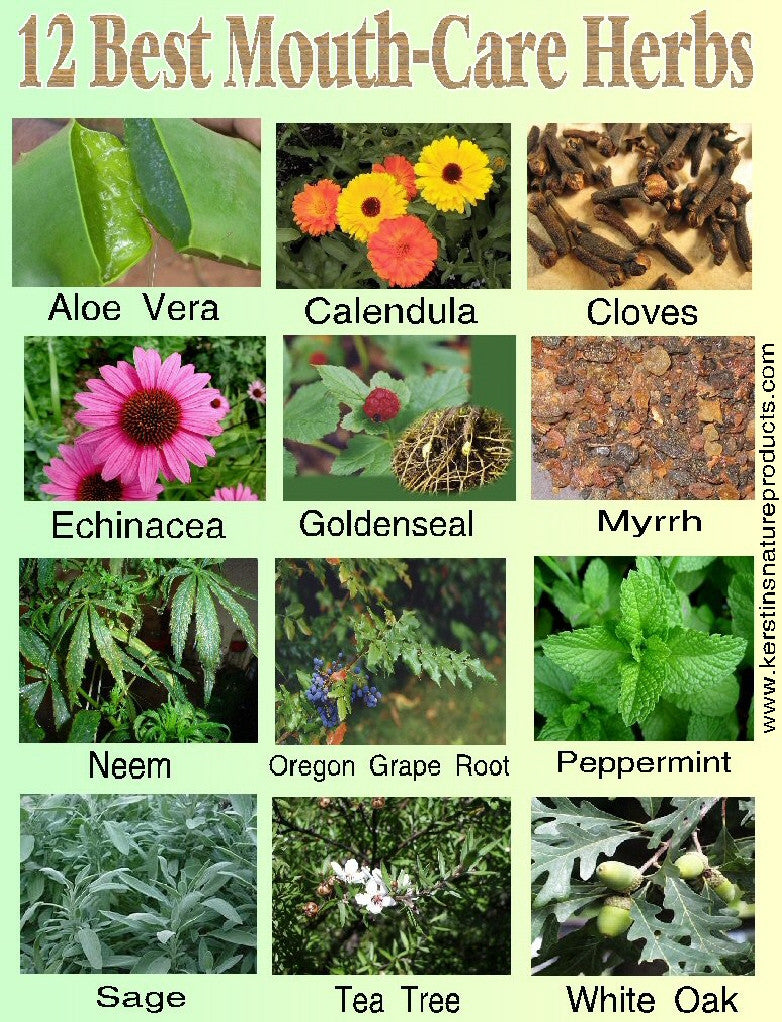 12 BEST MOUTH CARE HERBS