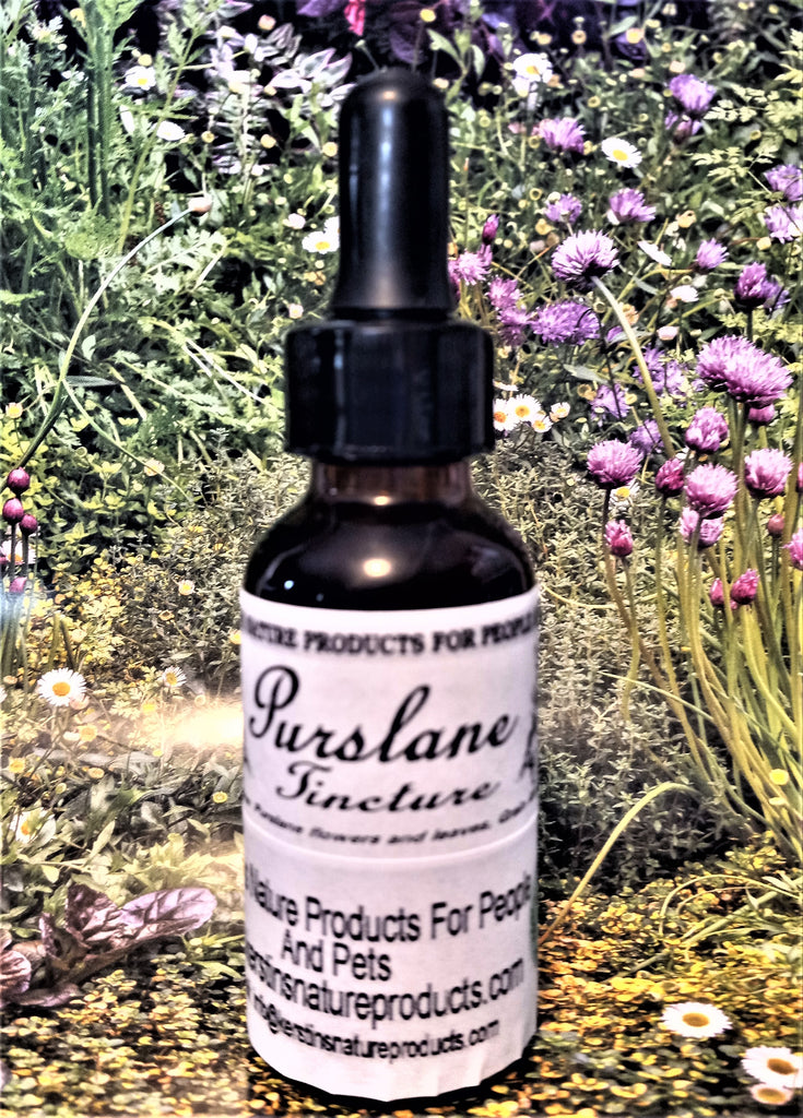 Purslane Herbal Tincture - Kerstin's Nature Products