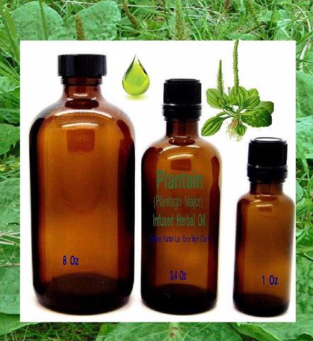 Plantain (Plantago Major) Infused Herbal Oil - Kerstin's Nature Products