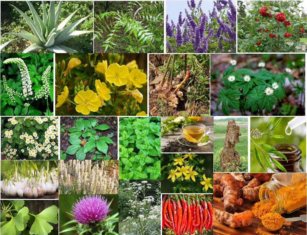 PROVEN HERBS TO HELP WITH COMMON HEALTH CONDITIONS