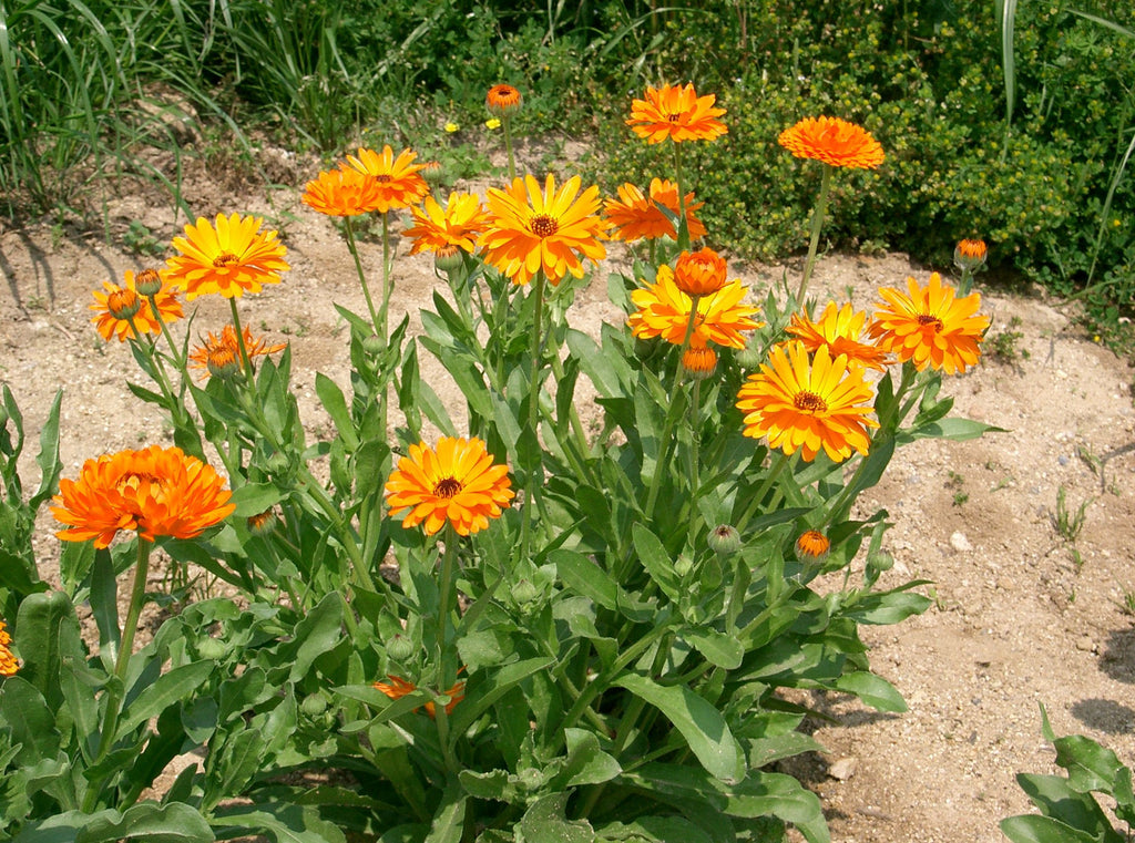 CALENDULA -  A BEAUTIFUL HERB WITH TONS OF HEALTH BENEFITS