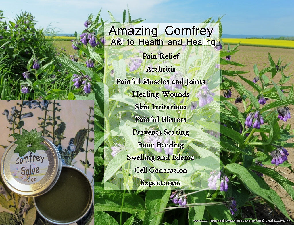 The Amazing Health Benefits of Comfrey