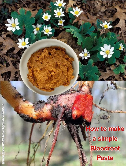 How to make a simple Bloodroot Paste?