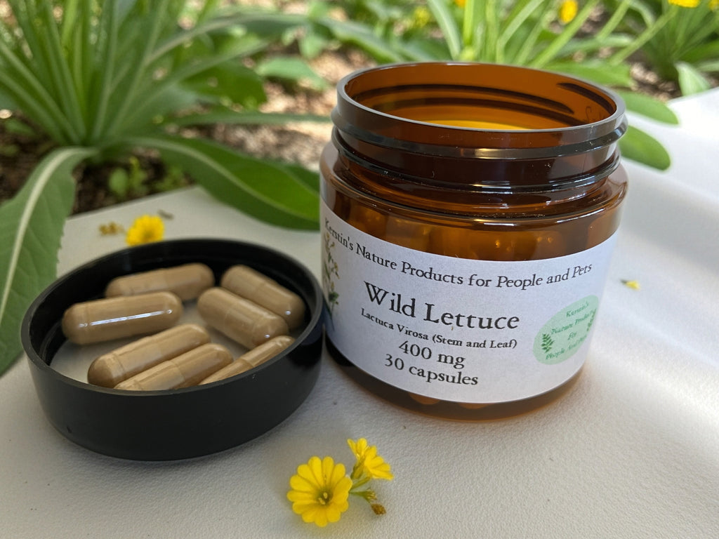 Jar of Wild Lettuce capsules with a black container on a natural background