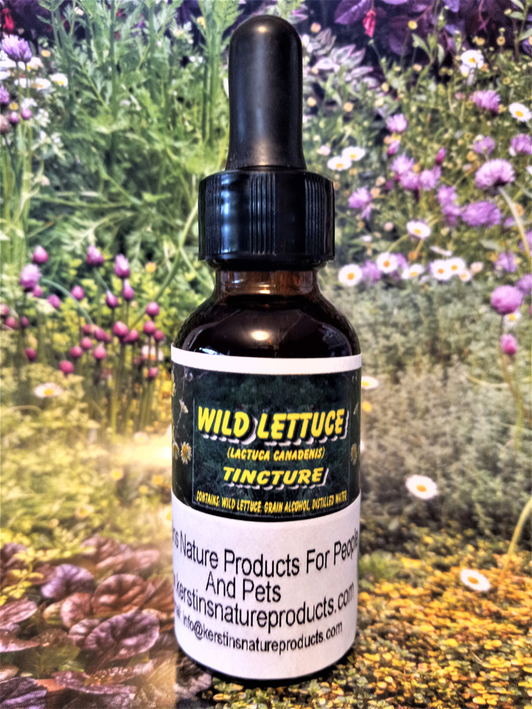 Wild Lettuce Herbal Tincture  - Kerstin's Nature Products