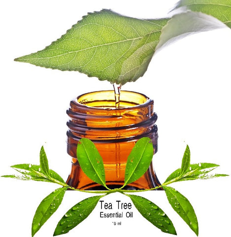Tea Tree Essential Oil (Melaleuca Alternifolia) - Kerstin's Nature Products