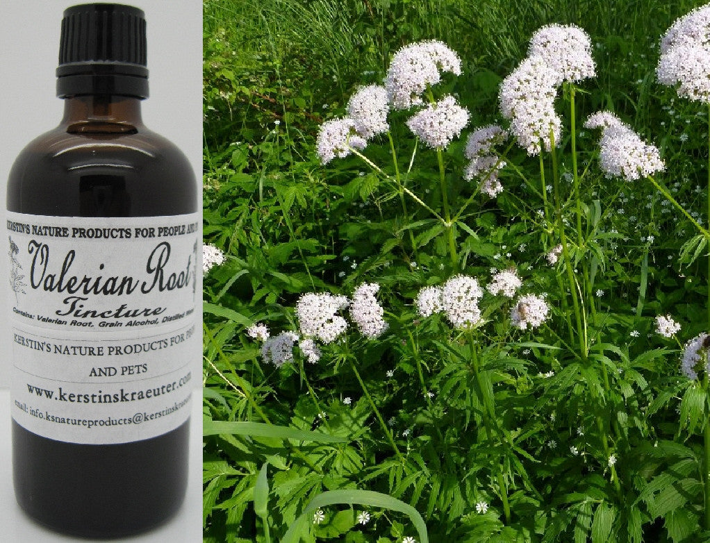 Valerian Root Tincture (Valeriana Officinales)